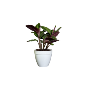 Calathea Warcewiczii
