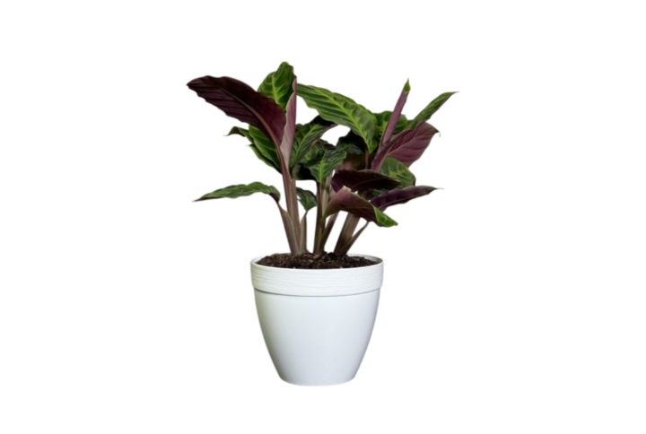 Calathea Warcewiczii