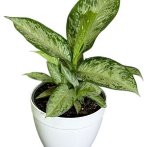 Dieffenbachia Tiki