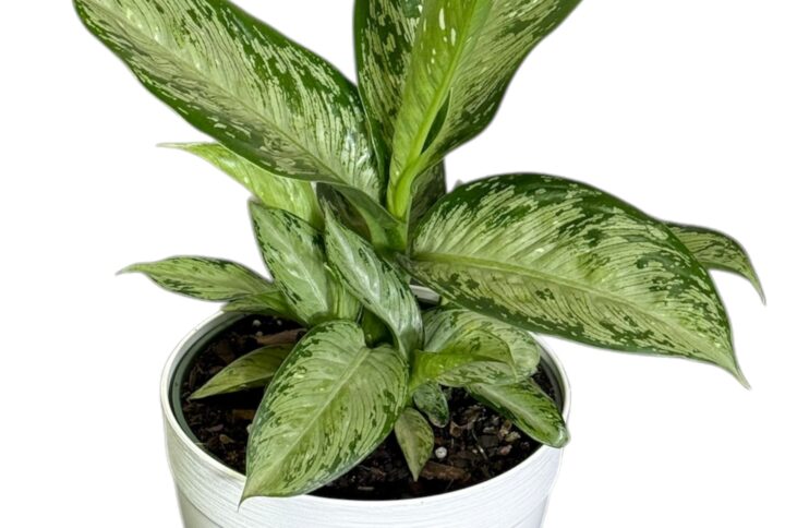 Dieffenbachia Tiki