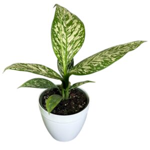 Dieffenbachia White Etna