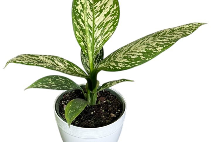 Dieffenbachia White Etna