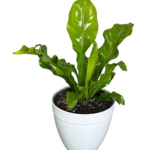 Bird Nest Fern