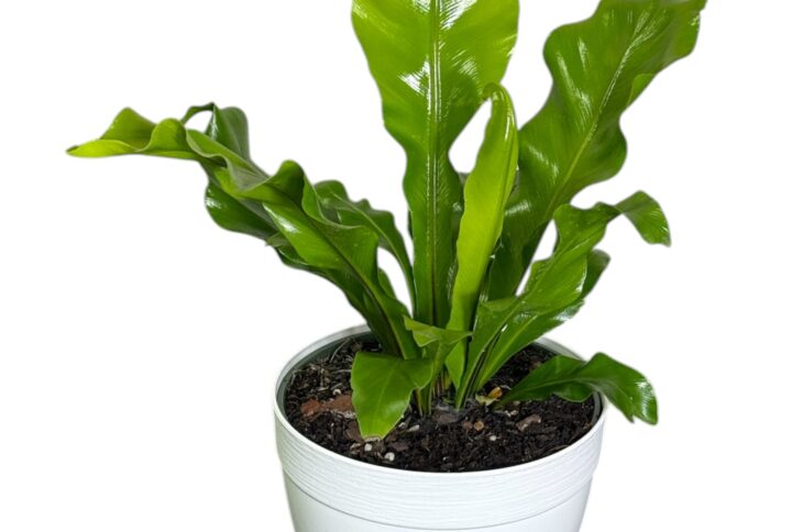 Bird Nest Fern