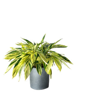 Alpinia Zerumbet Variegated Ginger