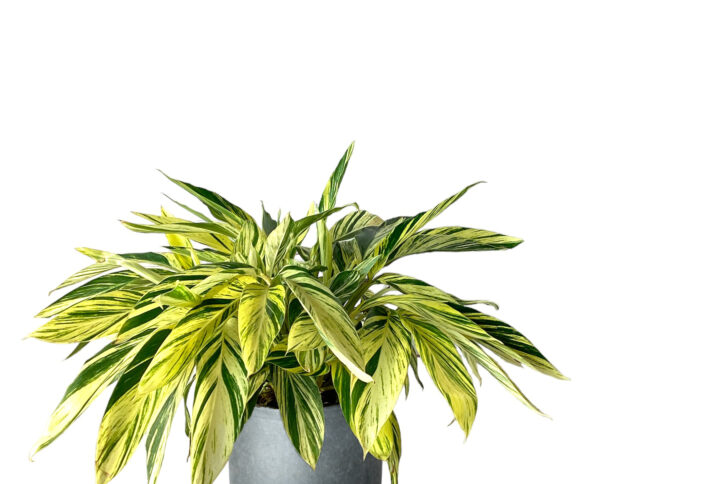 Alpinia Zerumbet Variegated Ginger