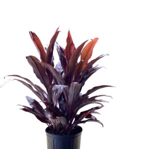 Cordyline Auntie Lou