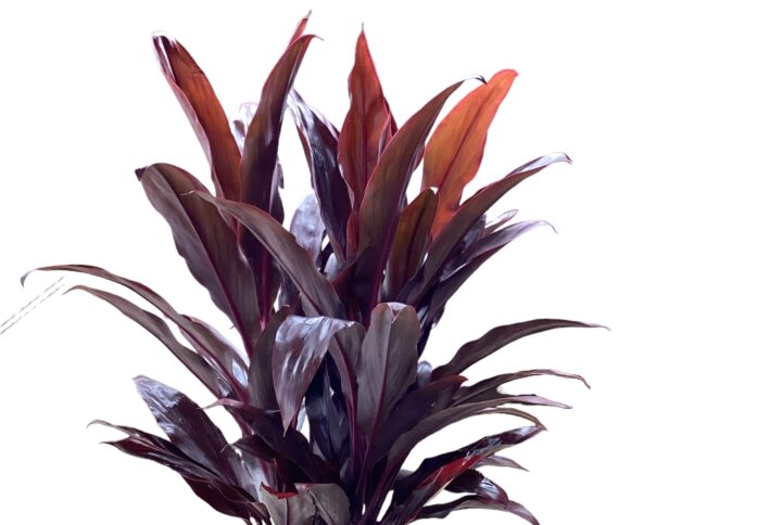 Cordyline Auntie Lou