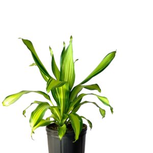 Dracaena Marley