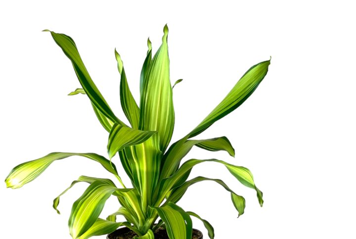 Dracaena Marley