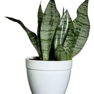 Sansevieria Futura Green