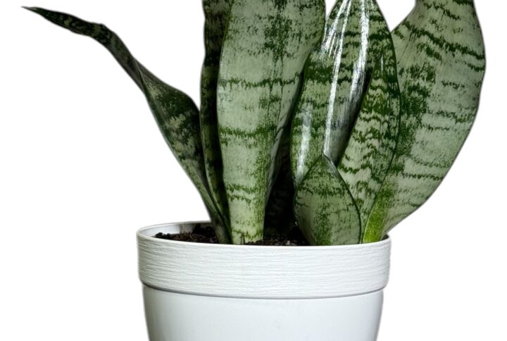 Sansevieria Futura Green