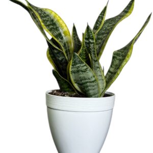 Sansevieria Futura Superba