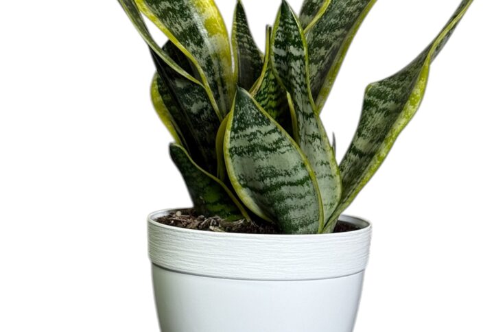 Sansevieria Futura Superba
