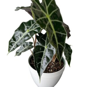 Alocasia Polly 6”
