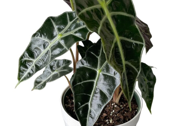 Alocasia Polly 6”