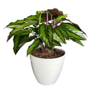 Calathea Color Beauty