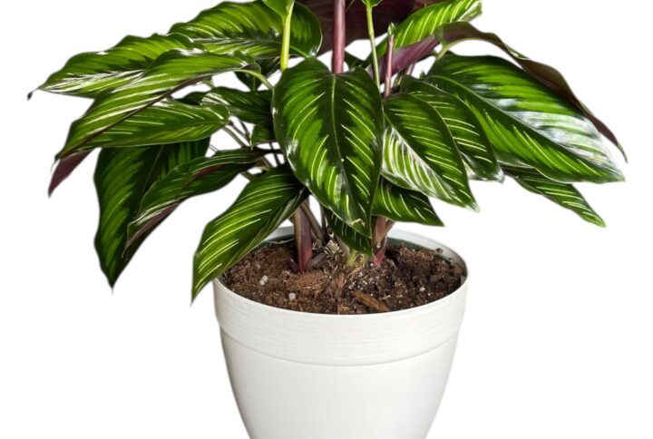 Calathea Color Beauty