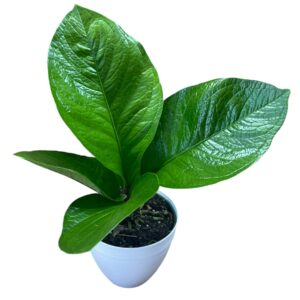 nthurium Jungle 6"