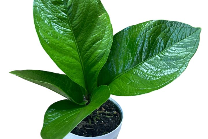 nthurium Jungle 6"