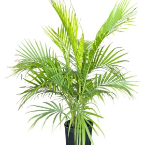 Majesty Palm