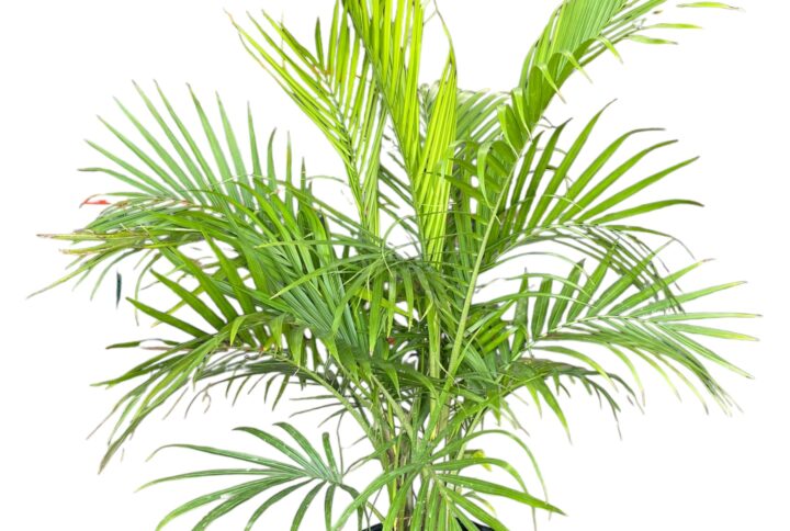 Majesty Palm