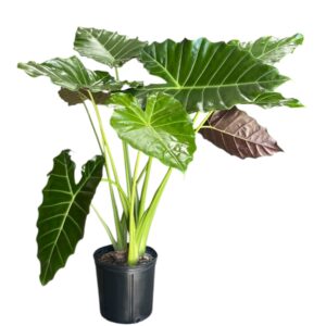 Alocasia Mayan Mask