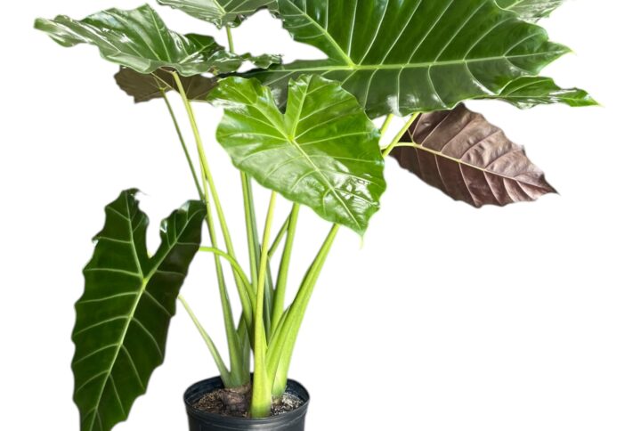 Alocasia Mayan Mask