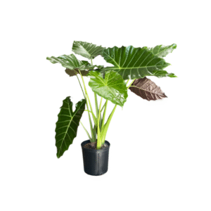 Alocasia Mayan Mask