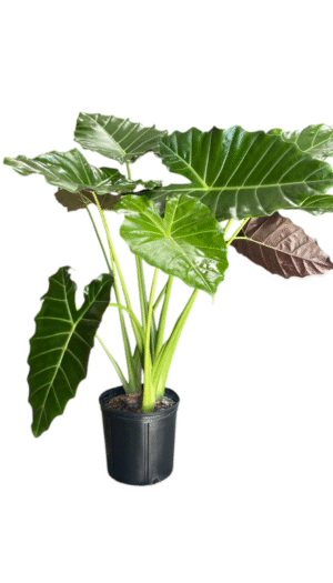 Alocasia Mayan Mask