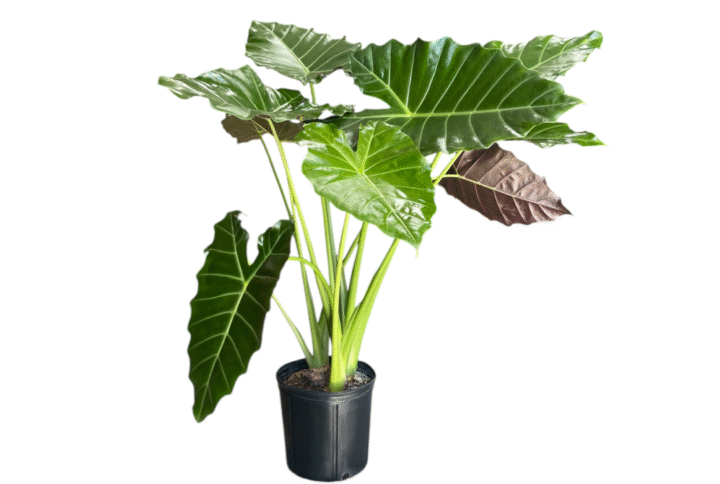 Alocasia Mayan Mask