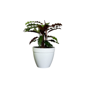 Calathea Rufibarba