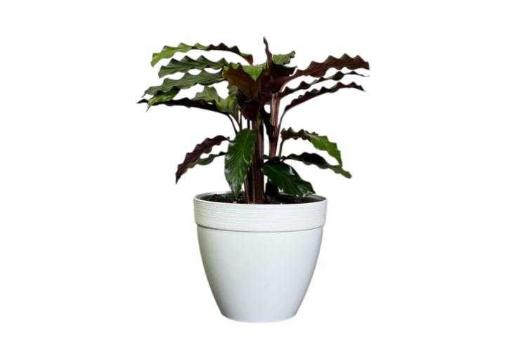 Calathea Rufibarba