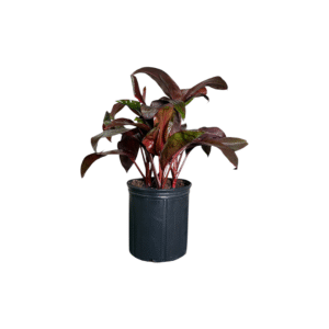 Cordyline Dr. Brown