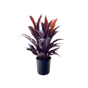 Cordyline Auntie Lou