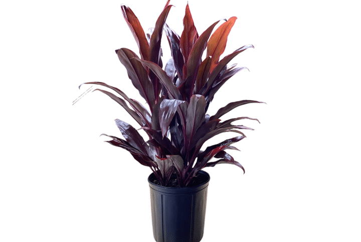 Cordyline Auntie Lou
