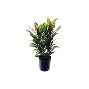 Cordyline Harlequinn