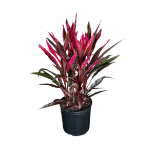 Cordyline Red Sensation