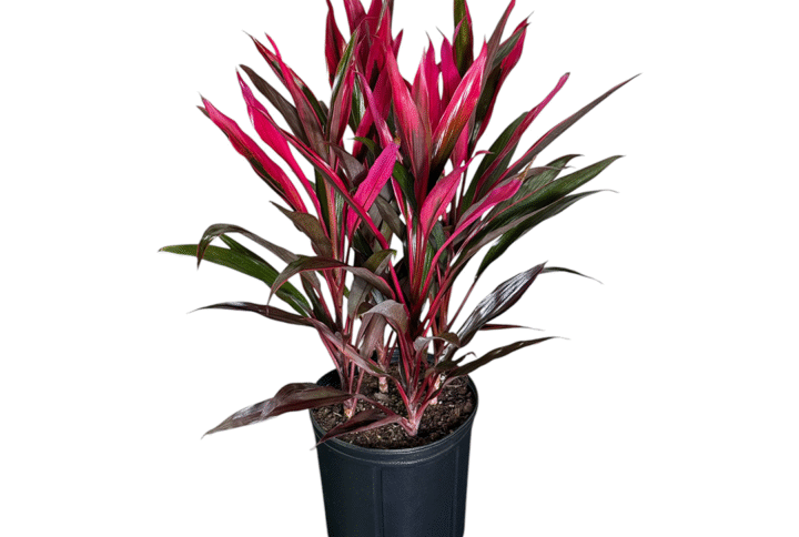 Cordyline Red Sensation