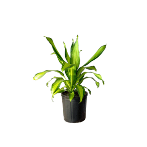 Dracaena Marley