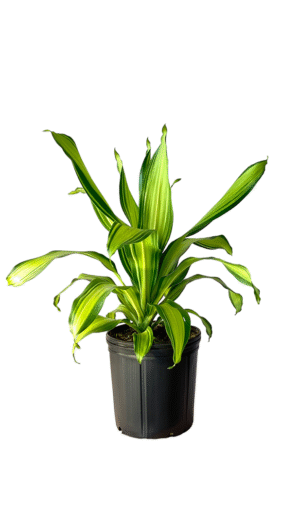 Dracaena Marley