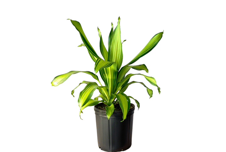 Dracaena Marley