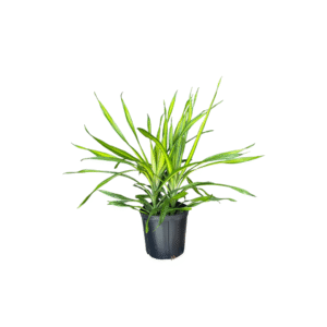 Dracaena Rikki