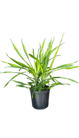 Dracaena Rikki