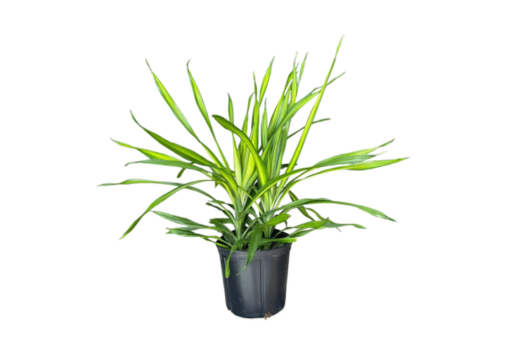Dracaena Rikki