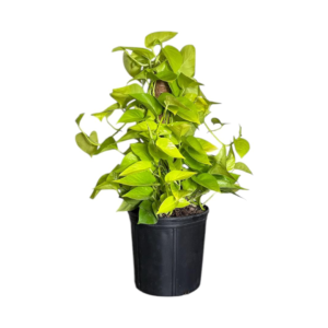 Neon Pothos Totem