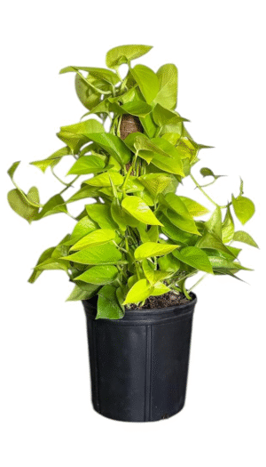 Neon Pothos Totem