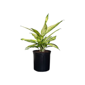 Dracaena Starbright