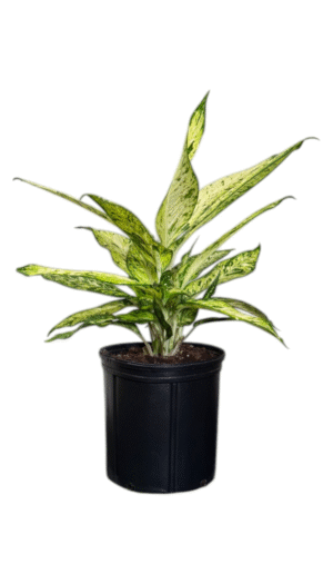 Dieffenbachia Starbright