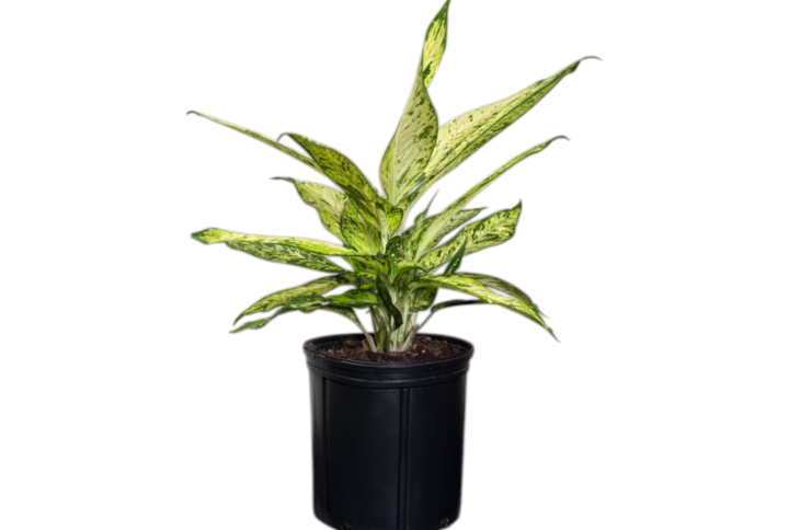 Dracaena Starbright